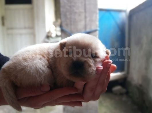 A Kalite Chow Chow Bebekler görsel