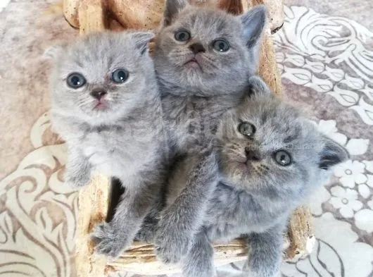Minik Bebeklerim Rezerveye Açıldı