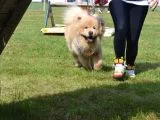 A Kalite Chow Chow Bebekler