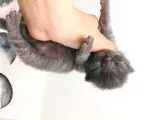 Scottish Fold Safkan