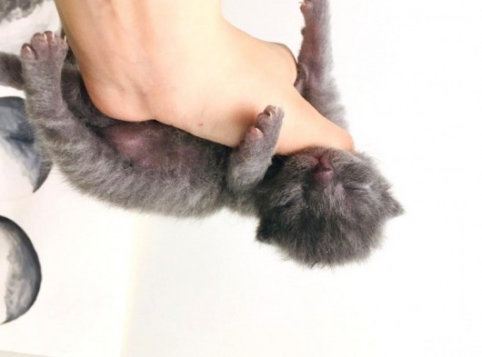 Scottish Fold Safkan görsel