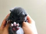 Scottish Fold Safkan