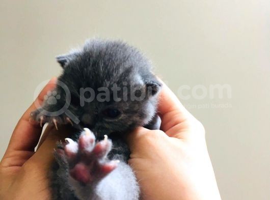 Scottish Fold Safkan görsel