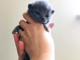 Scottish Fold Safkan