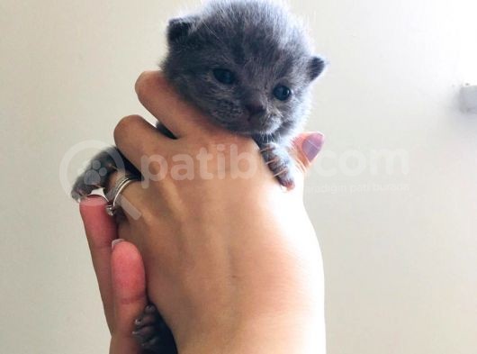 Scottish Fold Safkan görsel