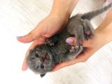 Scottish Fold Safkan
