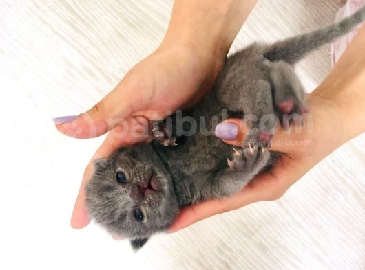Scottish Fold Safkan görsel