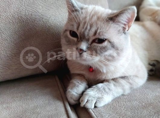 British Shorthair görsel
