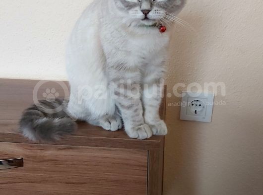 British Shorthair görsel