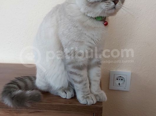 British Shorthair görsel