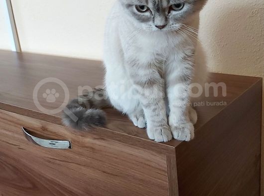 British Shorthair görsel