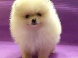 Pomeranian Boo Yavruları