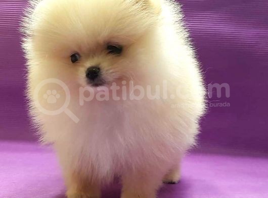 Pomeranian Boo Yavruları görsel