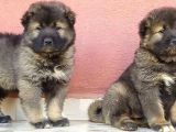 Kafkas Çoban Köpeği Yavruları