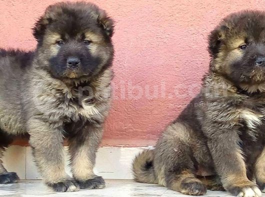 Kafkas Çoban Köpeği Yavruları