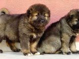 Kafkas Çoban Köpeği Yavruları
