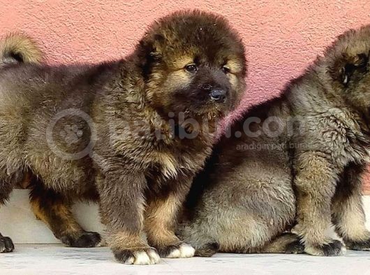 Kafkas Çoban Köpeği Yavruları görsel