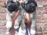 Kangal Yavruları
