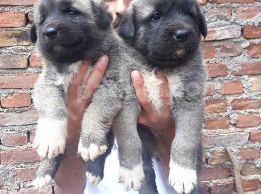 Kangal Yavruları görsel