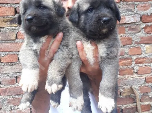 Kangal Yavruları
