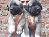 Kangal Yavruları