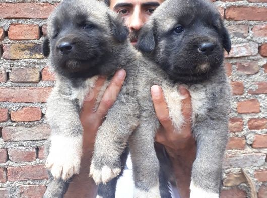 Kangal Yavruları görsel