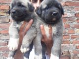 Kangal Yavruları