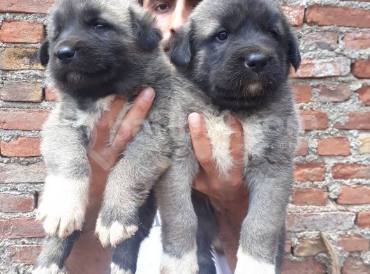 Kangal Yavruları görsel