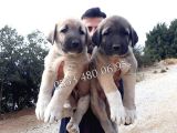 Devasa  Kangal Yavruları