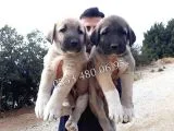 Devasa  Kangal Yavruları