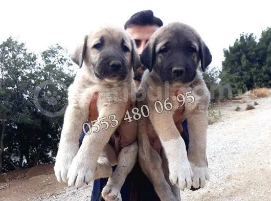 Devasa  Kangal Yavruları