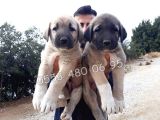 Devasa  Kangal Yavruları