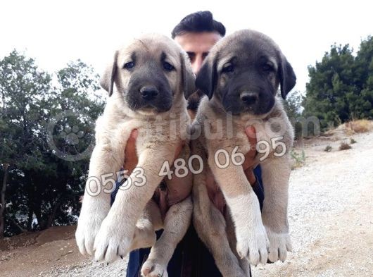 Devasa  Kangal Yavruları görsel