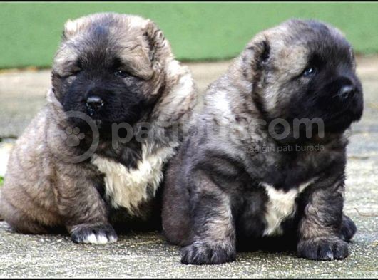 Kafkas Çoban Köpeği Yavruları görsel