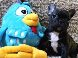 French Bulldog Yavruları