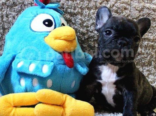 French Bulldog Yavruları