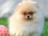 Pomeranian Boo Yavruları