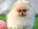 Pomeranian Boo Yavruları