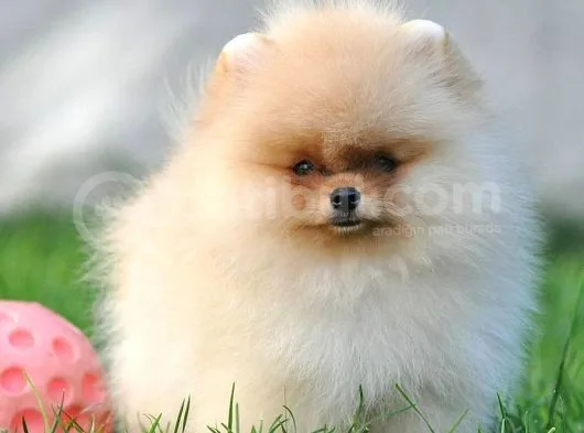 Pomeranian Boo Yavruları