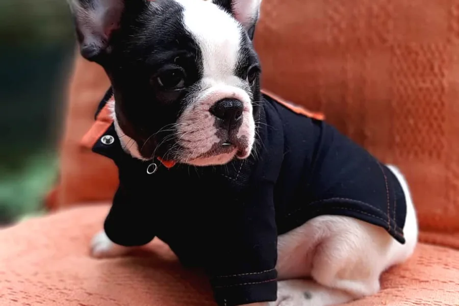 French Bulldog Yavruları