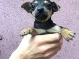 Mini Mini Pincır Yavrular