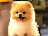 Pomeranian Boo Yavruları
