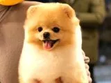 Pomeranian Boo Yavruları