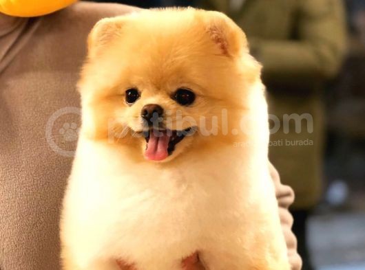 Pomeranian Boo Yavruları görsel