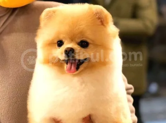 Pomeranian Boo Yavruları