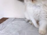 British Shorthair, Scottish Fold, Chinchilla Yavrular