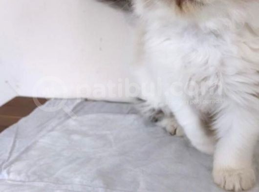 British Shorthair, Scottish Fold, Chinchilla Yavrular görsel