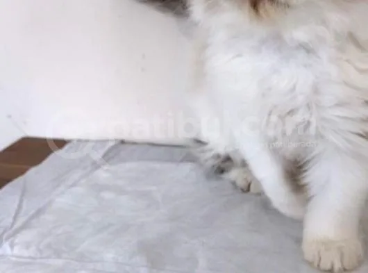 British Shorthair, Scottish Fold, Chinchilla Yavrular