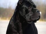 Cane Corsa Yavruları
