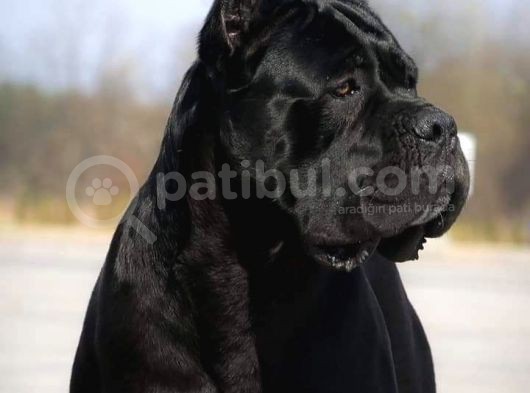Cane Corsa Yavruları görsel